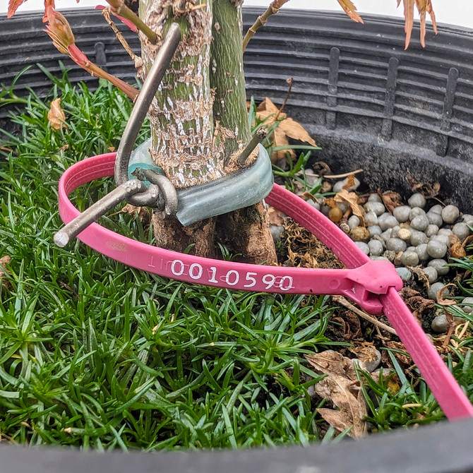 Clump Style Japanese Maple In a Plastic Grow Pot (No. 10590) 