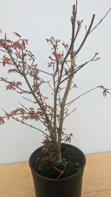 Clump Style Japanese Maple In a Plastic Grow Pot (No. 10590) 