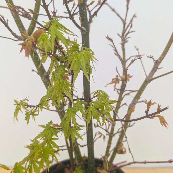 Clump Style Japanese Maple In a Plastic Grow Pot (No. 10593) 