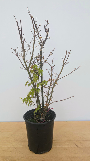 Clump Style Japanese Maple In a Plastic Grow Pot (No. 10593) 