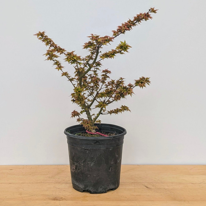 Handpicked Non-Grafted Kotohime Japanese Maple In a Plastic Grow Pot (No. 18297) 