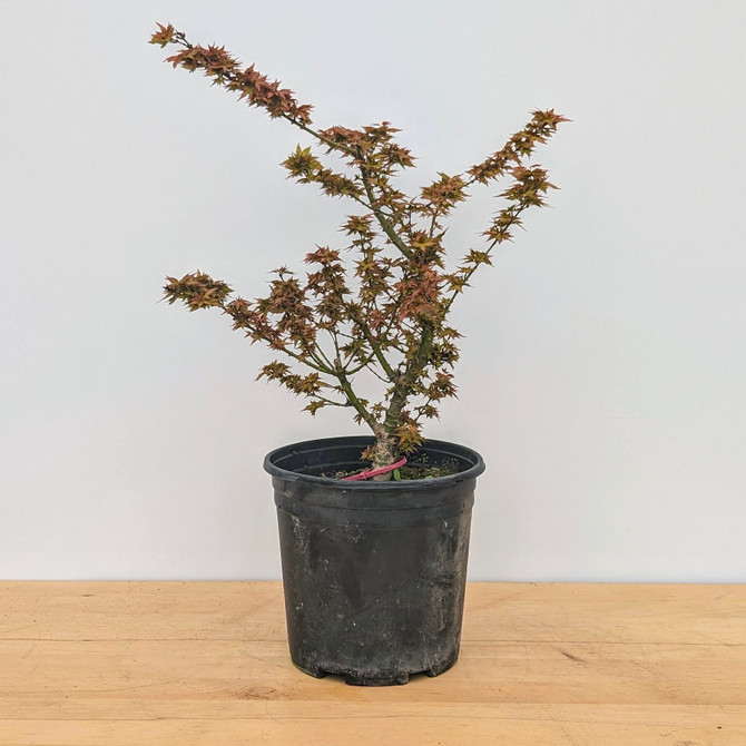 Handpicked Non-Grafted Kotohime Japanese Maple In a Plastic Grow Pot (No. 18297) 