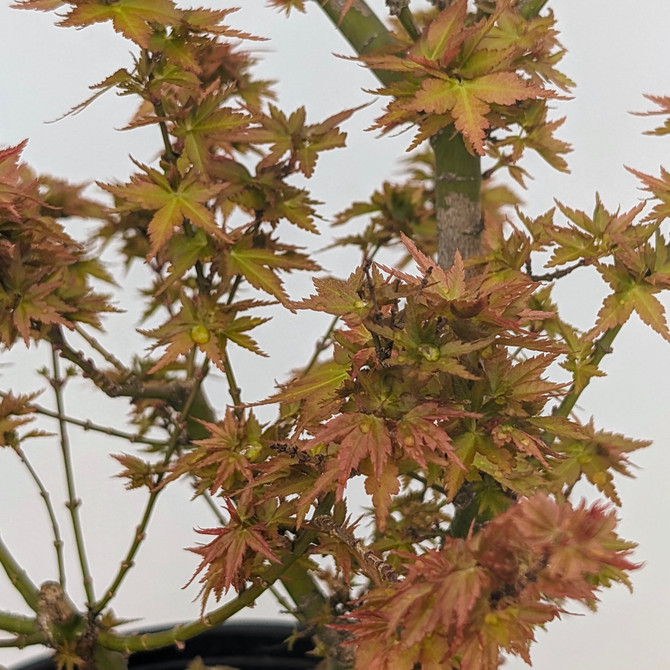 Handpicked Non-Grafted Kotohime Japanese Maple In a Plastic Grow Pot (No. 18297) 