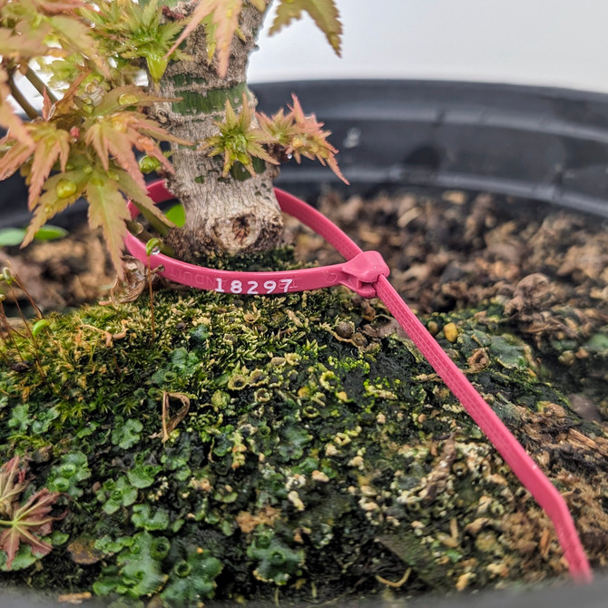 Handpicked Non-Grafted Kotohime Japanese Maple In a Plastic Grow Pot (No. 18297) 