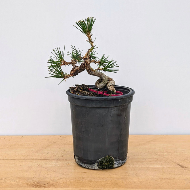 Shohin Styled Japanese Black Pine 'Mikawa' In Training Pots (No. 18343)