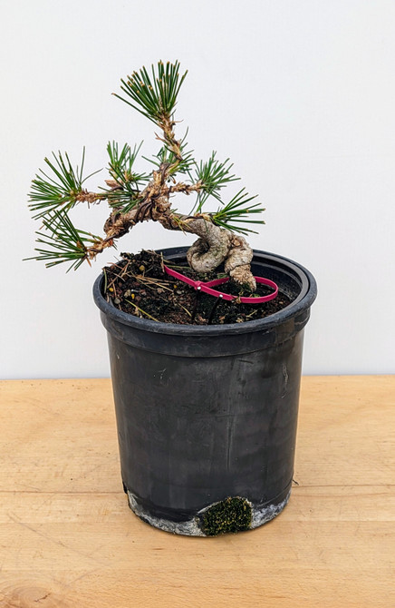 Shohin Styled Japanese Black Pine 'Mikawa' In Training Pots (No. 18343)