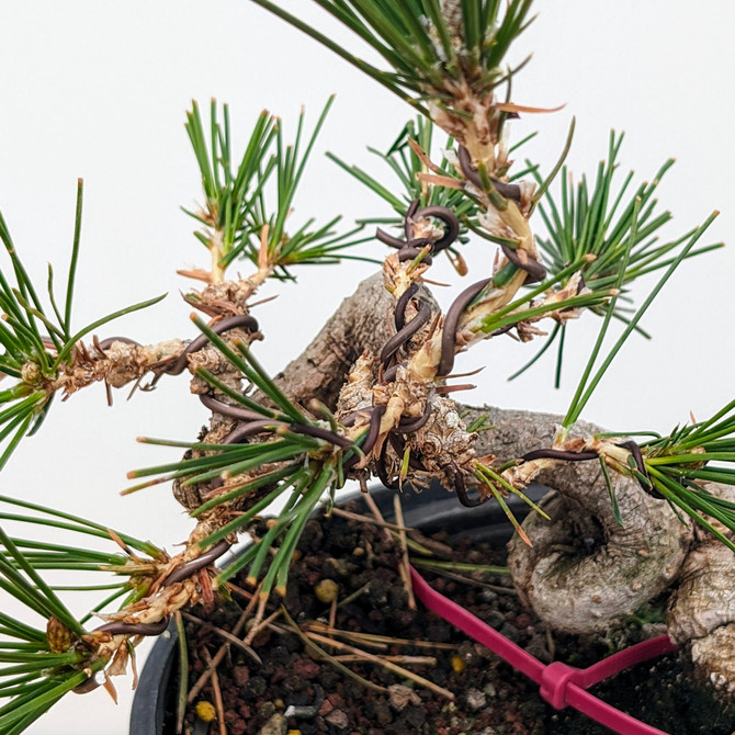 Shohin Styled Japanese Black Pine 'Mikawa' In Training Pots (No. 18343)