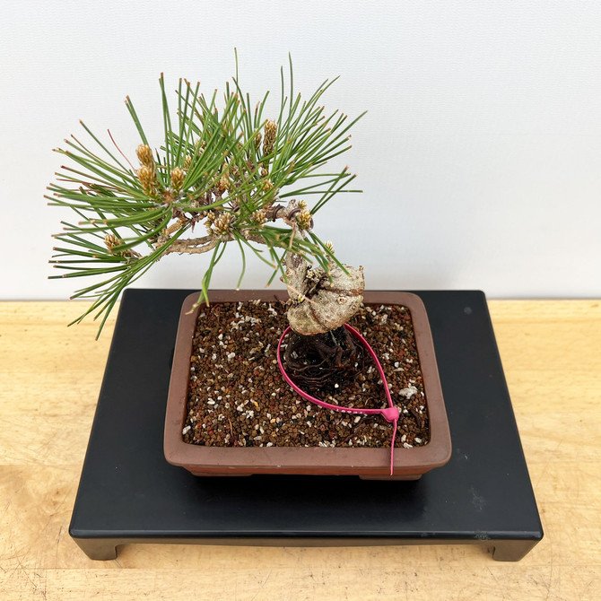 Shohin Styled Japanese Black Pine 'Mikawa' In a Yixing Ceramic Pots (No. 18931)