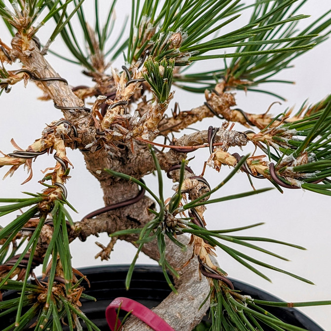 Shohin Styled Japanese Black Pine 'Mikawa' In Training Pots (No. 18631)