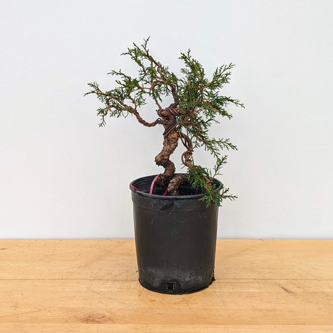 Styled Twisted Itoigawa Shimpaku Juniper in a Grow Pot 