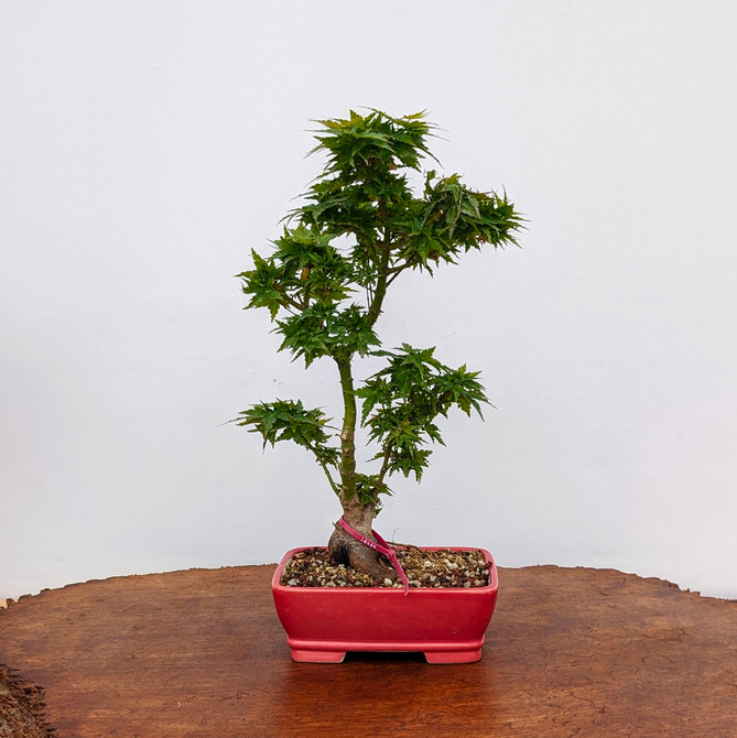 Non-Grafted Koto Hime Green Leaf Maple In a Yixing Ceramic Pot (No. 18486) 