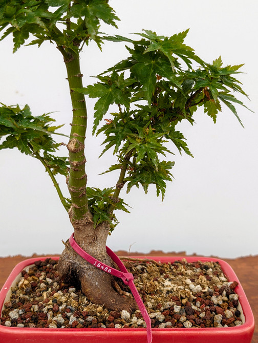 Non-Grafted Koto Hime Green Leaf Maple In a Yixing Ceramic Pot (No. 18486) 