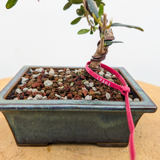 European Olive In a Yixing Pot (No. 17301)