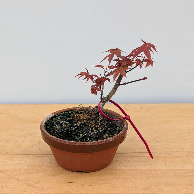 Non-Grafted Japanese Maple Deshojo in Tokoname Grow Pot (No. 17389)