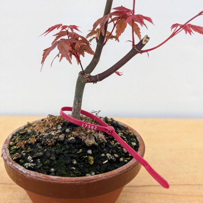 Non-Grafted Japanese Maple Deshojo in Tokoname Grow Pot (No. 17582)