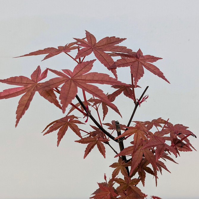 Non-Grafted Japanese Maple Deshojo in Tokoname Grow Pot (No. 17582)
