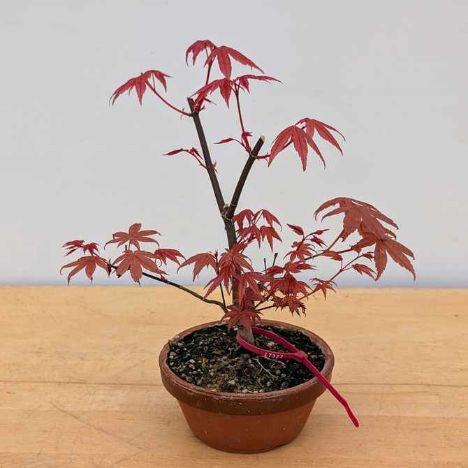 Non-Grafted Japanese Maple Deshojo in Tokoname Grow Pot (No. 17327)