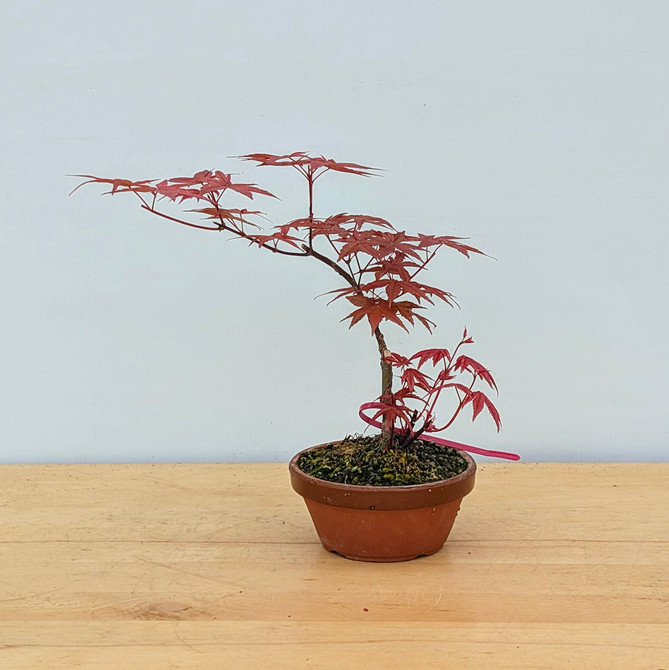 Non-Grafted Japanese Maple Deshojo in Tokoname Grow Pot (No. 17328)