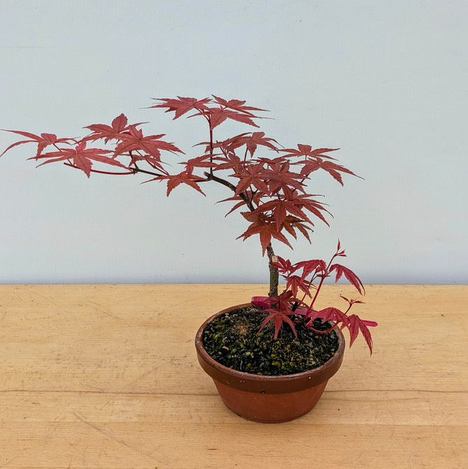 Non-Grafted Japanese Maple Deshojo in Tokoname Grow Pot (No. 17328)