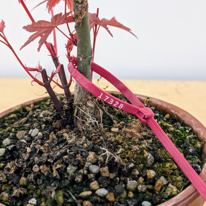 Non-Grafted Japanese Maple Deshojo in Tokoname Grow Pot (No. 17328)