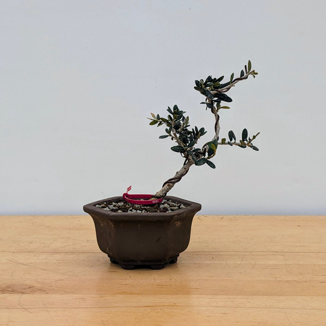 European Olive In a Yixing Pot (No. 17291)