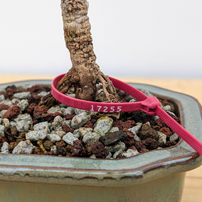 European Olive In a Japanese Pot (No. 17255)