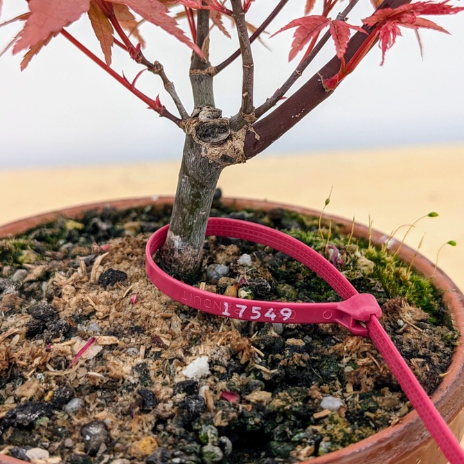 Non-Grafted Japanese Maple Deshojo in Tokoname Grow Pot (No. 17549)