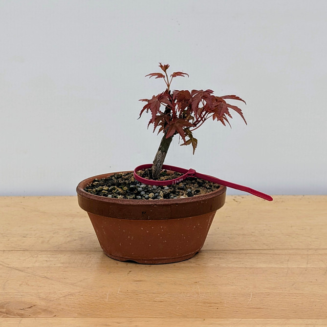 Non-Grafted Japanese Maple Deshojo in Tokoname Grow Pot (No. 17494)