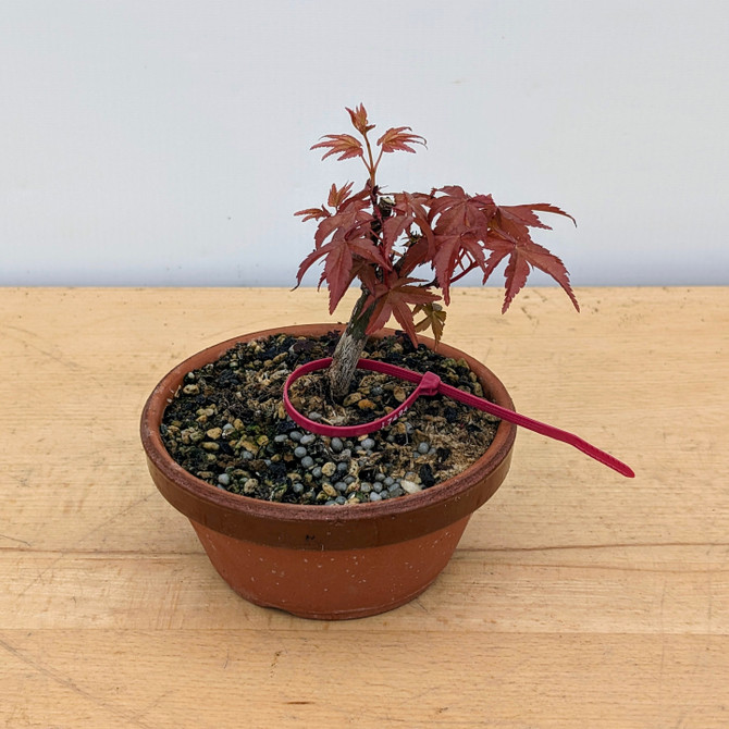 Non-Grafted Japanese Maple Deshojo in Tokoname Grow Pot (No. 17494)