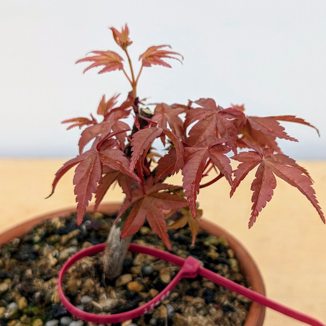 Non-Grafted Japanese Maple Deshojo in Tokoname Grow Pot (No. 17494)