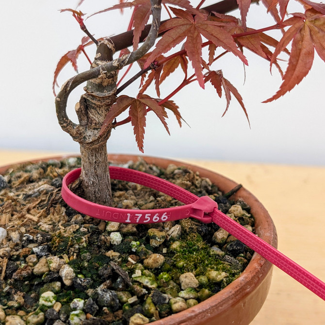 Non-Grafted Japanese Maple Deshojo in Tokoname Grow Pot (No. 17566)