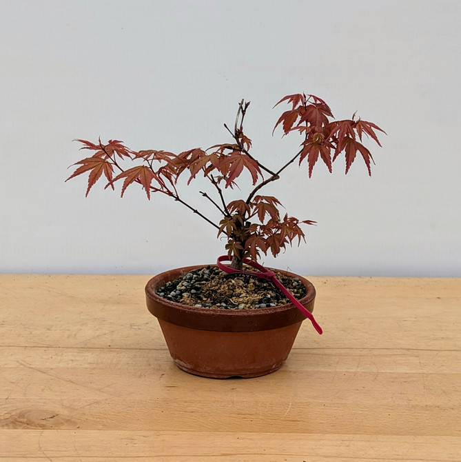 Non-Grafted Japanese Maple Deshojo in Tokoname Grow Pot (No. 17497)