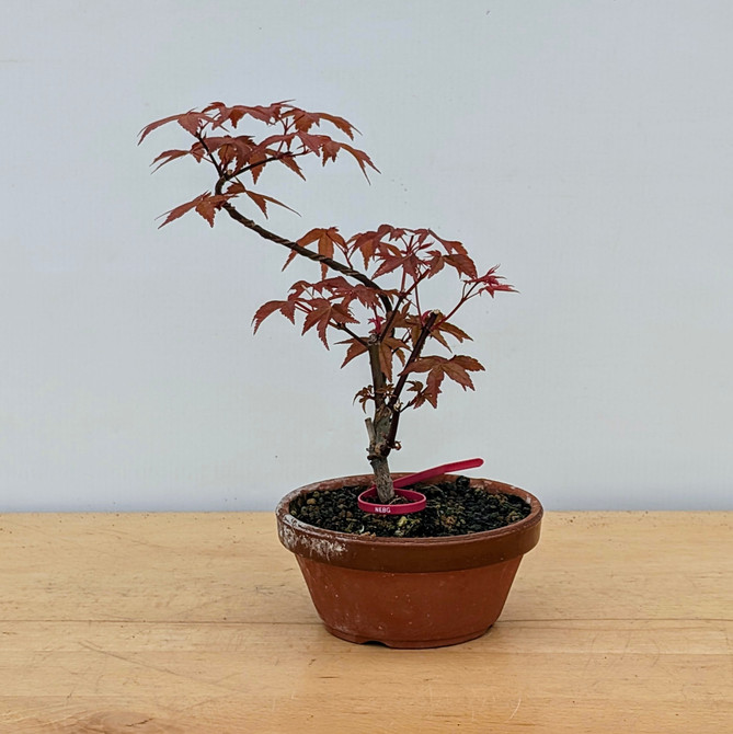 Non-Grafted Japanese Maple Deshojo in Tokoname Grow Pot (No. 17519)