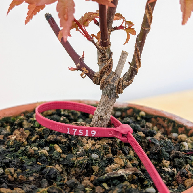 Non-Grafted Japanese Maple Deshojo in Tokoname Grow Pot (No. 17519)