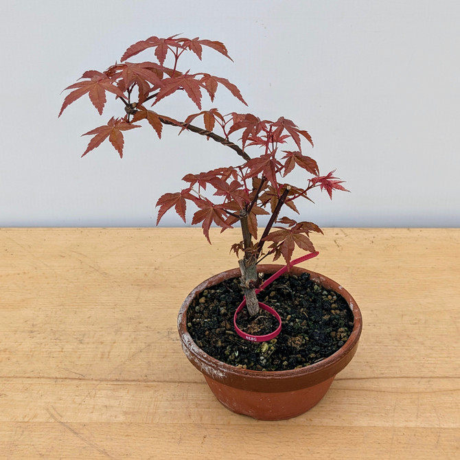 Non-Grafted Japanese Maple Deshojo in Tokoname Grow Pot (No. 17519)