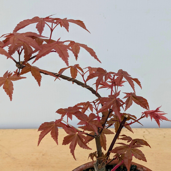 Non-Grafted Japanese Maple Deshojo in Tokoname Grow Pot (No. 17519)