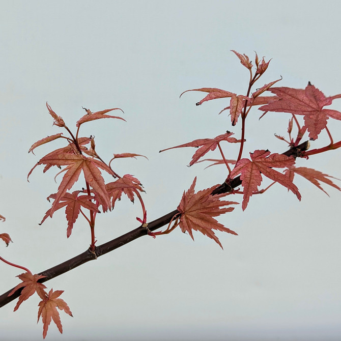 Non-Grafted Japanese Maple Deshojo in Tokoname Grow Pot (No. 17510)