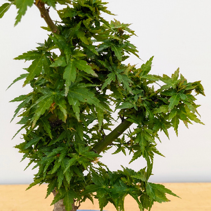 Non-Grafted Koto Hime Green Leaf Maple In a Japanese Pot (No. 18541) 