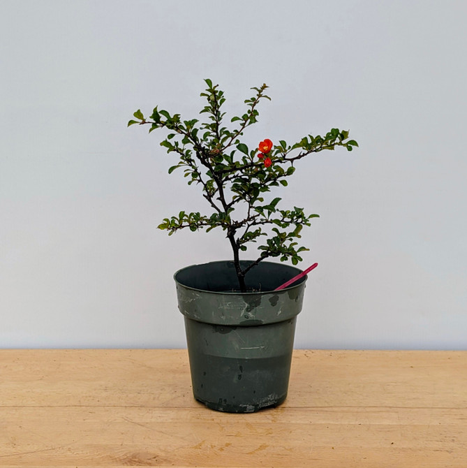 Chojubai (Red) Dwarf Flowering Quince (No. 17468)