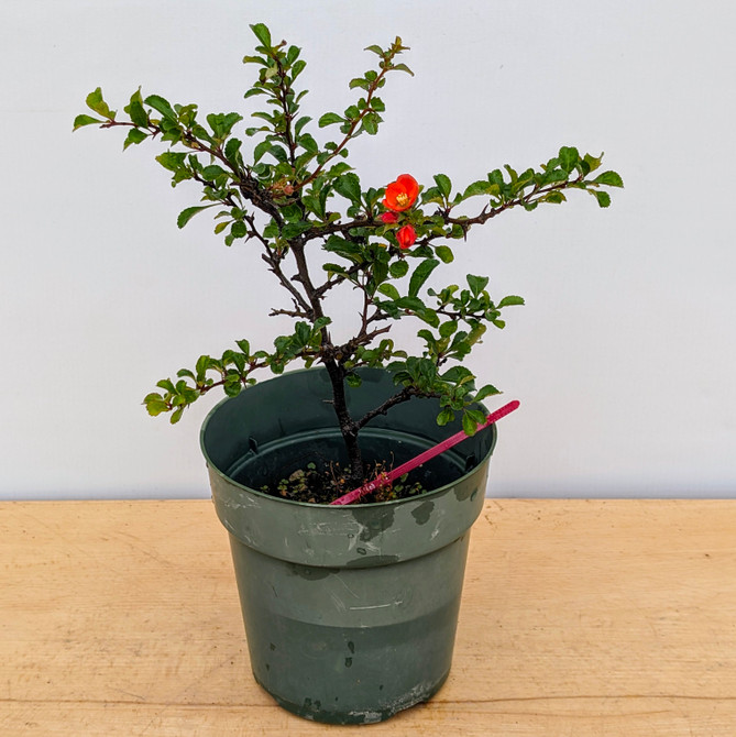 Chojubai (Red) Dwarf Flowering Quince (No. 17468)