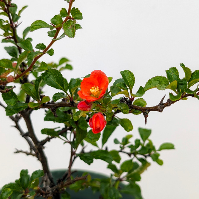 Chojubai (Red) Dwarf Flowering Quince (No. 17468)