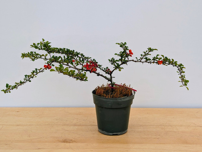 Chojubai (Red) Dwarf Flowering Quince (No. 17483)