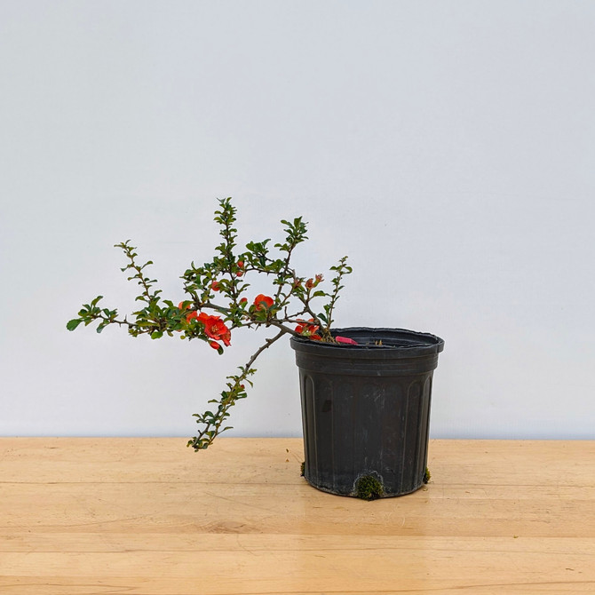 Chojubai (Red) Dwarf Flowering Quince (No. 17461)