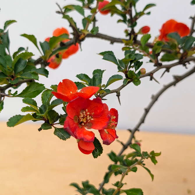 Chojubai (Red) Dwarf Flowering Quince (No. 17461)