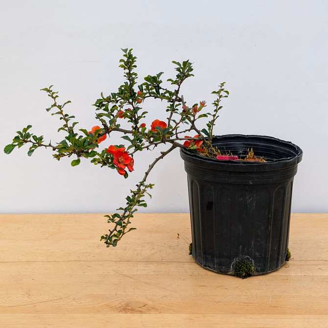 Chojubai (Red) Dwarf Flowering Quince (No. 17461)