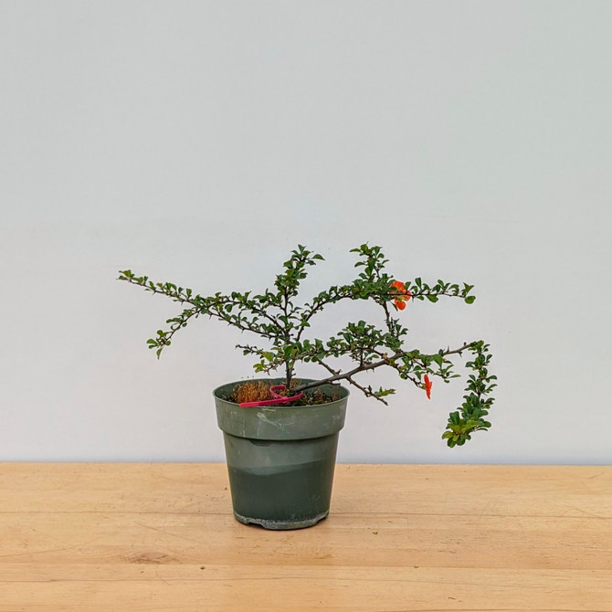 Chojubai (Red) Dwarf Flowering Quince (No. 17485)