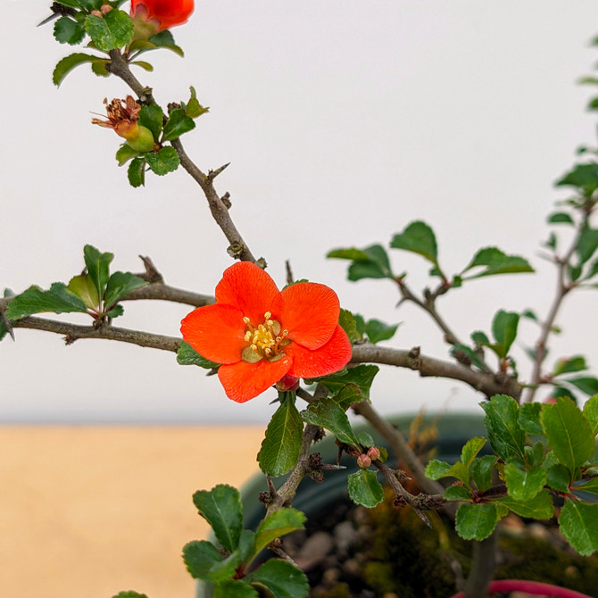 Chojubai (Red) Dwarf Flowering Quince (No. 17508)