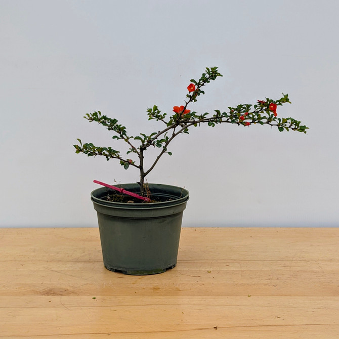 Chojubai (Red) Dwarf Flowering Quince (No. 17508)