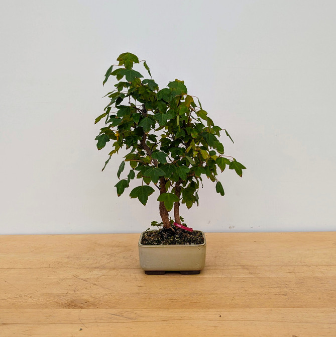 Trident Maple in a Japanese Ceramic Pot (No. 18215)