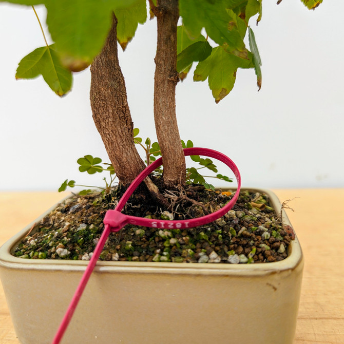 Trident Maple in a Japanese Ceramic Pot (No. 18215)